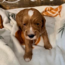 Boy 2 - Red  male Goldendoodle puppy in Bradenton, Florida from Christianna’s Mini Goldendoodles