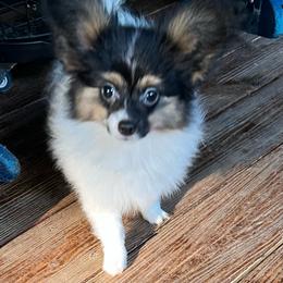 Bobby - White black and tan male Papillon puppy in Benton, Arkansas from Mama's Pride Poms and Paps