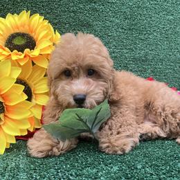 Goldendoodle and Poodle Puppies from Katy's Toy Poodles & Doodles