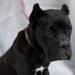 Black Lady - Cane Corso