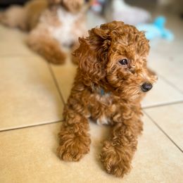 Poodle Puppies from Red Mini Poodles AZ