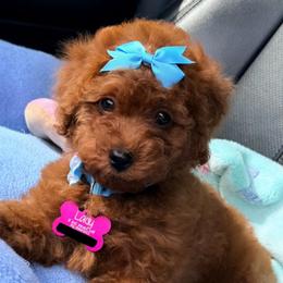 Lady - Red  female Goldendoodle puppy in Miami, Florida from Haus of Pawz
