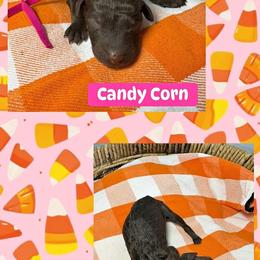 Seventh Pick AKC Standard Poodle 1605 - Brown female Poodle puppy in Conway, Arkansas from Arkansas River Poodles