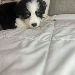 Australian Shepherd Puppies from Double R Farm Aussies