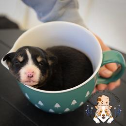 Etta James - Black tri female Miniature Australian Shepherd puppy in Hearne, Texas from Wigglebutts Unlimited