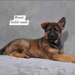 Roast - Sable male German Shepherd puppy in New Cambria, Missouri from Des Hausraben Shepherds