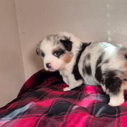Jasper - Blue merle male Australian Shepherd puppy in Appomattox, Virginia from Danell Australian Shepherd