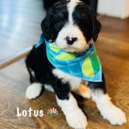 Aussiedoodle and Bernedoodle Puppies from Little Hawcreek Doodles