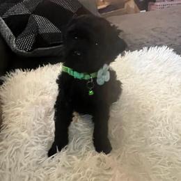Tank - Black male Poodle puppy in Circleville, Ohio from Toy Poodle Love