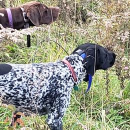 German Shorthaired Pointer All Grown Up from Lake Effect GSP's