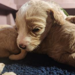 Charlotte - green collar - Caramel cream female Labradoodle puppy in Fostoria, Michigan from North Country Kennel Club