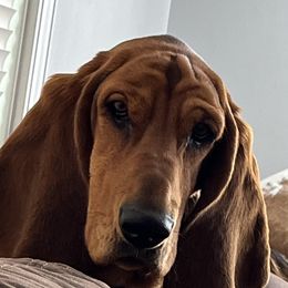 Ava - Basset Hound