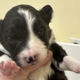 Girl 4 - Border Collie puppy in Barnstead, New Hampshire from Pettigrew's Border Collies