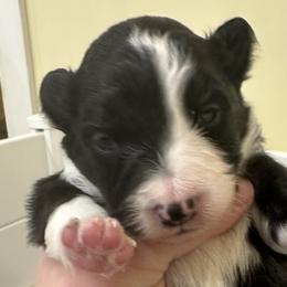 Girl 4 - Border Collie puppy in Barnstead, New Hampshire from Pettigrew's Border Collies