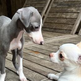 Chihuahua All Grown Up from Sugar Cookie Chihuahuas