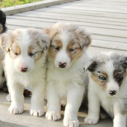 Australian Shepherd Puppies from Real McCoy Australian Shepherds