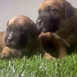 Cane Corso Puppies from 948 Cane Corso