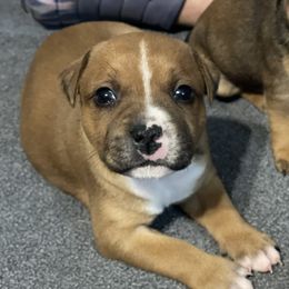 Cadbury - Red male Staffordshire Bull Terrier puppy in Monroe, Georgia from Irresistibull Staffords