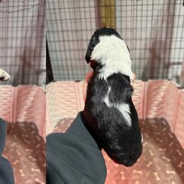 Sporty - Black white and tan female English Springer Spaniel puppy in Ogilvie, Minnesota from V.V. Berg Kennels