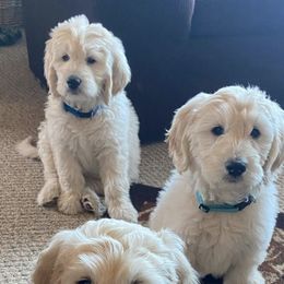 Goldendoodles from TnRPups
