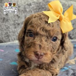 Magnolia - Merle female Goldendoodle puppy in Rockledge, Florida from Stormie's Doodles