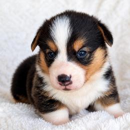 Boy 3 - Black and tan male Pembroke Welsh Corgi puppy in Beggs, Oklahoma from Blue Diamond Corgi’s
