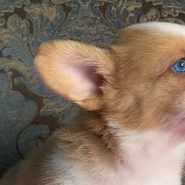American Corgis, German Shepherds, and Pembroke Welsh Corgis from Four Leaf Farm- Vom Vierblättriges Bauernhof