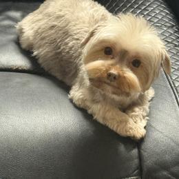 Tiana - Yorkshire Terrier
