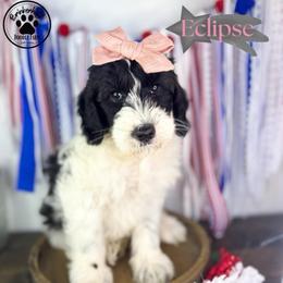 Eclipse - Black female Goldendoodle puppy in Anderson, South Carolina from Brinkerhoff Doodle Farm