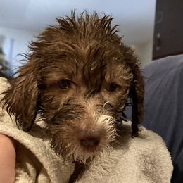 Labradoodle Puppies from AV Cares Doodles