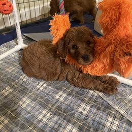 Double Doodle, Goldendoodle, Labradoodle, and Poodle Puppies from Amore Doodles & Poodles