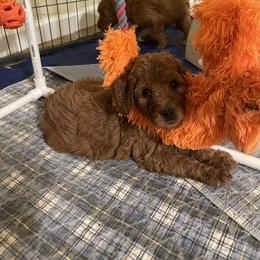 Double Doodle, Goldendoodle, Labradoodle, and Poodle Puppies from Amore Doodles & Poodles