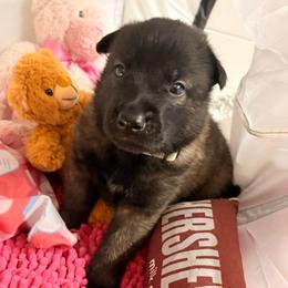 Grey - Fawn sable male Belgian Malinois puppy in Boise, Idaho from Wings of Freedom Retrievers and Malinois