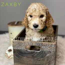Girl 1 - Goldendoodle puppy in Jackson, Tennessee from West Valley Doodles