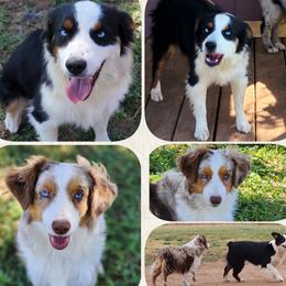 Toy Australian Shepherd puppies from Once Upon a Time Aussies