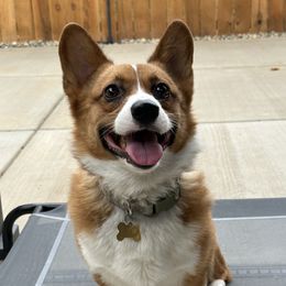 Leo - Pembroke Welsh Corgi