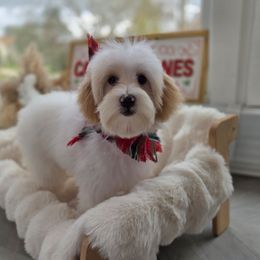 Cinderella - Parti female Goldendoodle puppy in North Royalton, Ohio from Johnson's Doodles