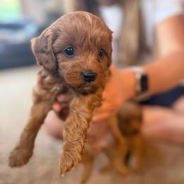 Cold Brew - Red male Cavapoo puppy in River Falls, Wisconsin from Dottie's Doodles