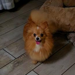 Phoenix - Orange female Pomeranian puppy in Angleton, Texas from Pomeranian Palace, LLC