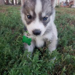 German Shepherd and Siberian Husky Puppies from Sininger Lagoon