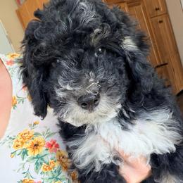 Timber (2,600) - Black and white male Bernedoodle puppy in Grandview, Texas from Big Sky Bernedoodles