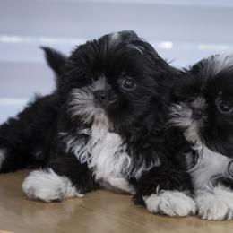 Shih Tzu Puppies from BethAsh Shih Tzu