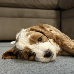 Goldendoodle Puppies from Griffitts Doodles