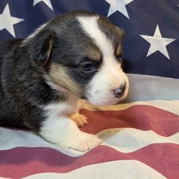 Male 1 - Black and tan male Pembroke Welsh Corgi puppy in Portland, North Dakota from Sliding stop corgis