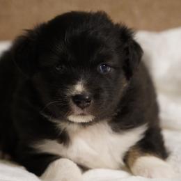 Penguin - Black tri-color female Australian Shepherd puppy in Kokomo, Indiana from North Central Aussies