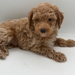 Locust - Apricot male Poodle puppy in Southampton, New Jersey from Lavishly Loved Pets LLC