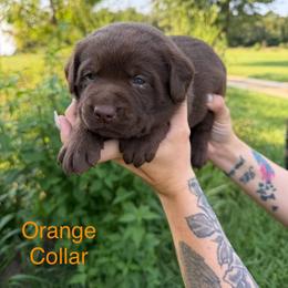 Orange boy - Chocolate male Labrador Retriever puppy in Conway, Missouri from Ozark Mountain Kennel