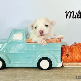 Maltese, Maltipoo, Poodle, and Yorkshire Terrier Puppies from Paw Perfect Pets