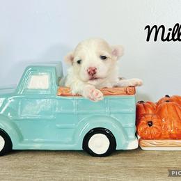 Maltese, Maltipoo, Poodle, and Yorkshire Terrier Puppies from Paw Perfect Pets