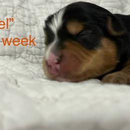 Axel - Black and tan male Yorkshire Terrier puppy in Forest, Virginia from Majestic Touch Kennels and Pet Services